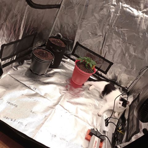 Tangie Auto growlog timeline photo