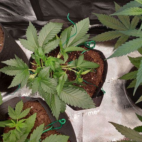 Tangie Auto growlog timeline photo