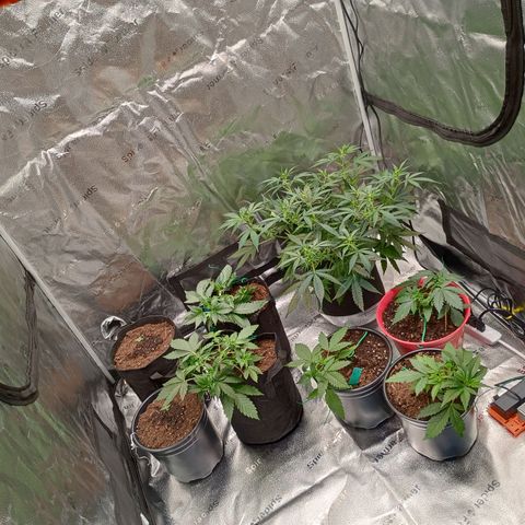 Tangie Auto growlog timeline photo