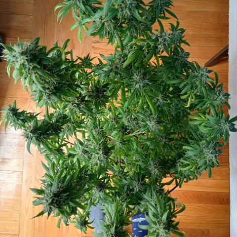 Tangie Auto growlog timeline photo