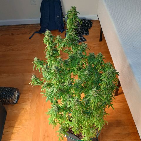 Tangie Auto growlog timeline photo