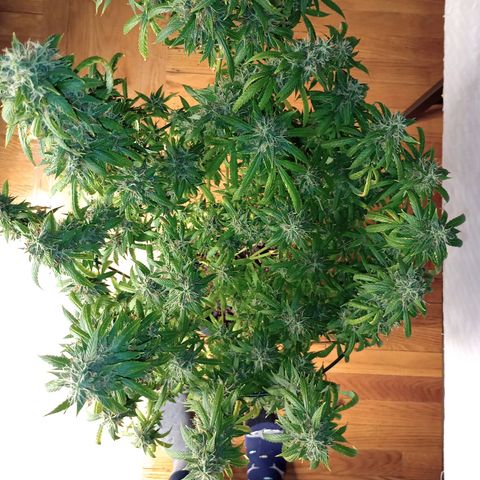 Tangie Auto growlog timeline photo
