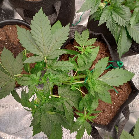 Tangie Auto growlog timeline photo