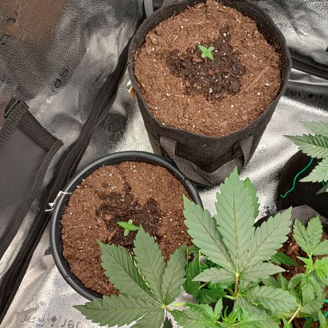 Tangie Auto growlog timeline photo