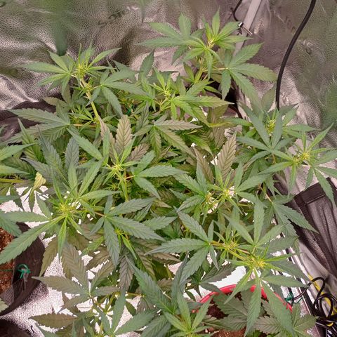 Tangie Auto growlog timeline photo