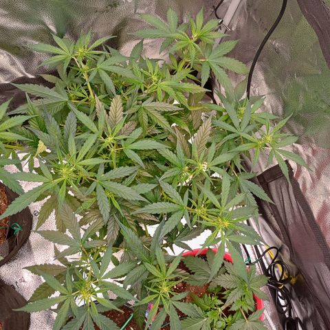 Tangie Auto growlog timeline photo