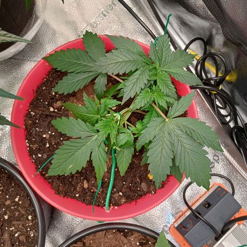 Apple Fritter Automatic growlog timeline photo