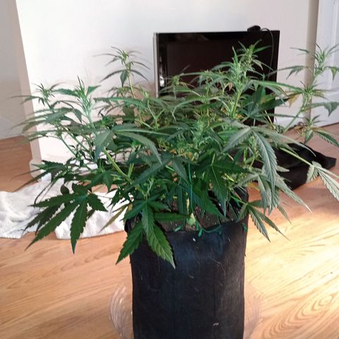 Tangie Auto growlog timeline photo