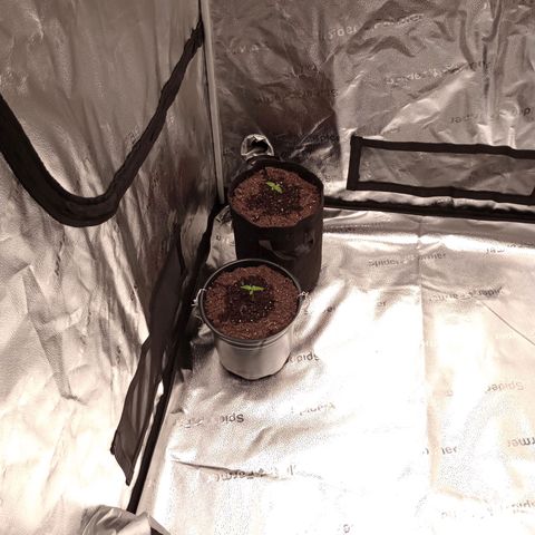 Tangie Auto growlog timeline photo