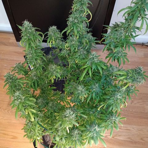 Tangie Auto growlog timeline photo