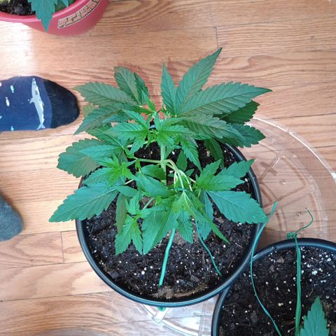 Tangie Auto growlog timeline photo