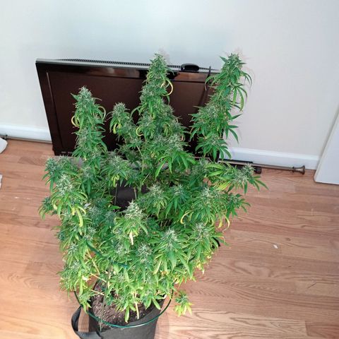 Tangie Auto growlog timeline photo