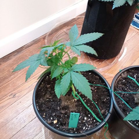 Tangie Auto growlog timeline photo