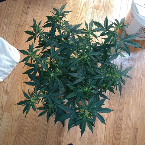 Tangie Auto growlog timeline photo