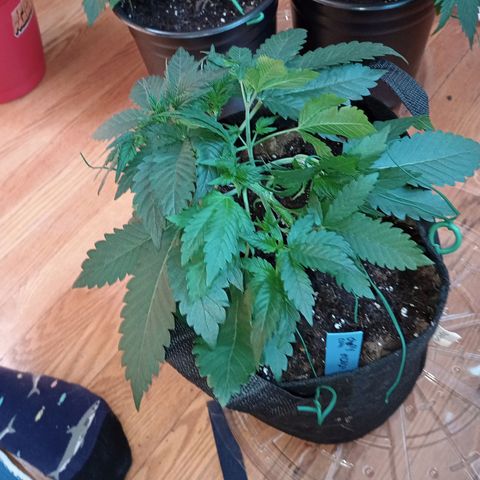 Tangie Auto growlog timeline photo