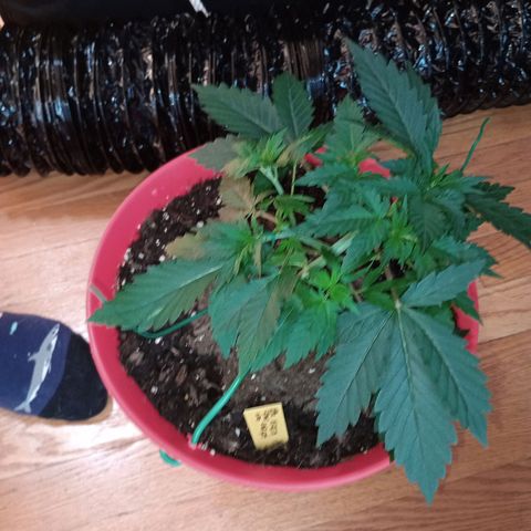 Tangie Auto growlog timeline photo