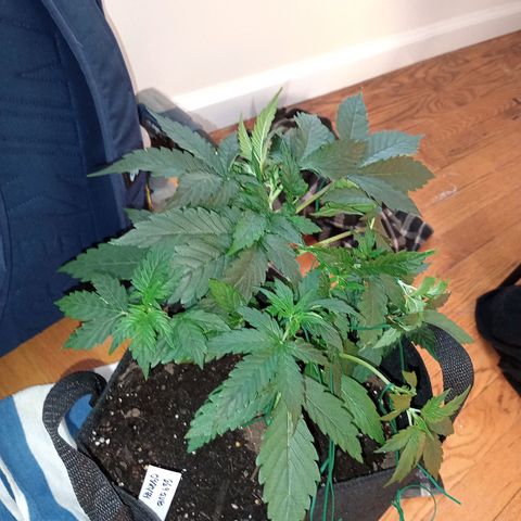 Tangie Auto growlog timeline photo