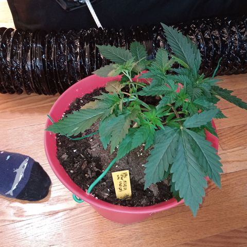 Apple Fritter Automatic growlog timeline photo