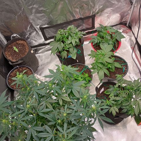 Tangie Auto growlog timeline photo