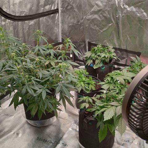 Tangie Auto growlog timeline photo