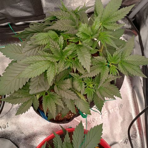 Cherry Cola Auto growlog timeline photo