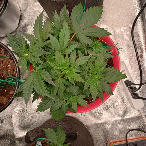 Apple Fritter Automatic growlog timeline photo