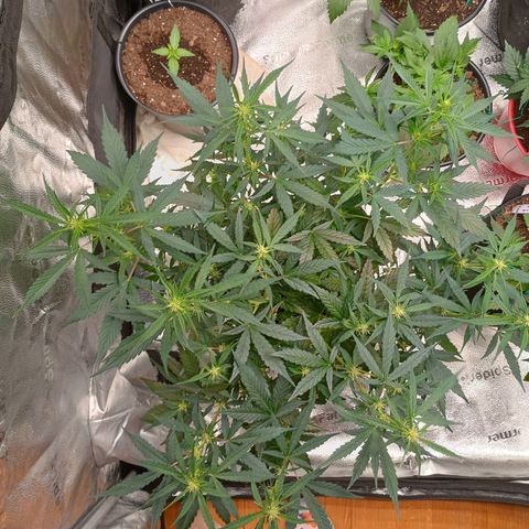 Purple queen 1 growlog timeline photo
