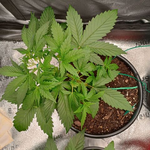 Tangie Auto growlog timeline photo