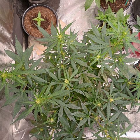 Tangie Auto growlog timeline photo