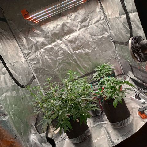 Tangie Auto growlog timeline photo