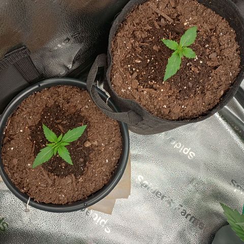 Tangie Auto growlog timeline photo