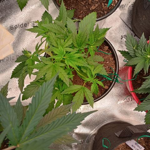 Tangie Auto growlog timeline photo
