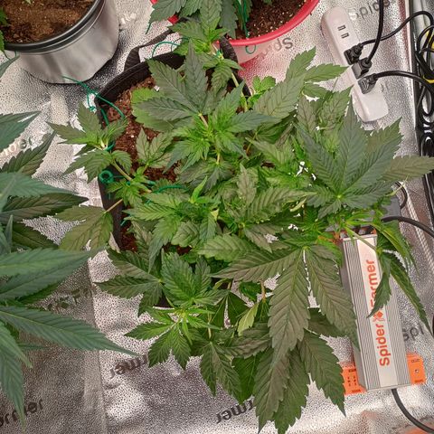 Tangie Auto growlog timeline photo