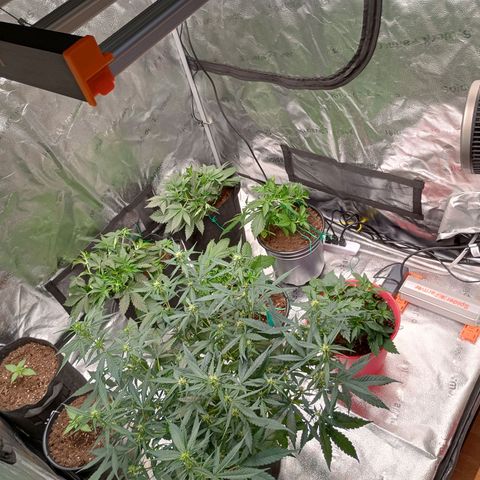 Tangie Auto growlog timeline photo