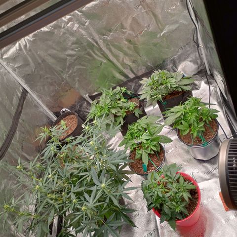 Tangie Auto growlog timeline photo
