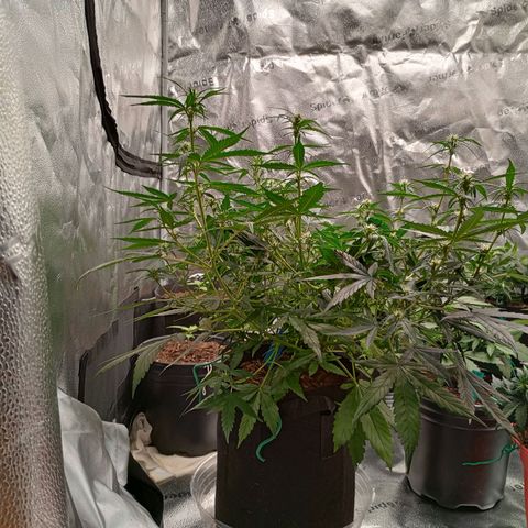 Tangie Auto growlog timeline photo