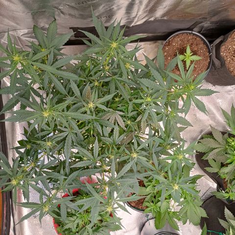 Tangie Auto growlog timeline photo