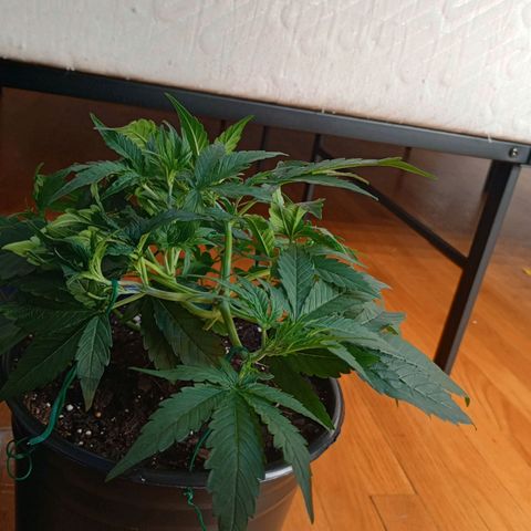Tangie Auto growlog timeline photo