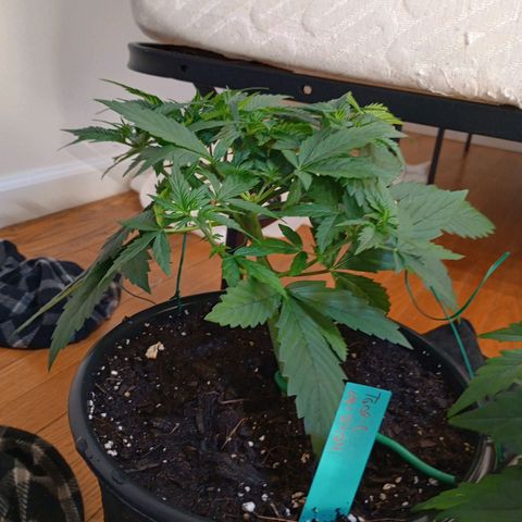 Tangie Auto growlog timeline photo