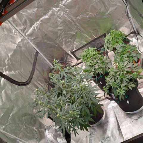 Tangie Auto growlog timeline photo