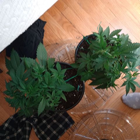 Tangie Auto growlog timeline photo
