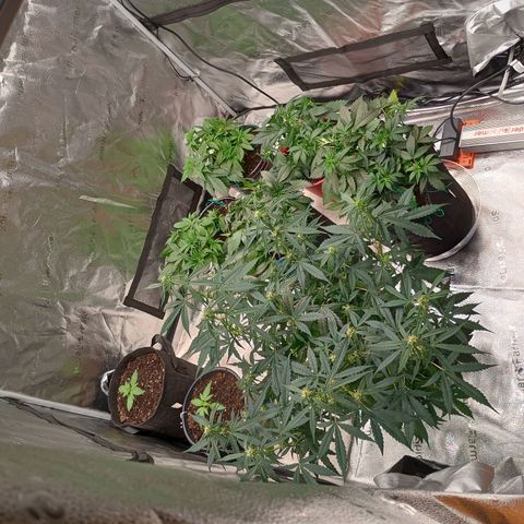Tangie Auto growlog timeline photo