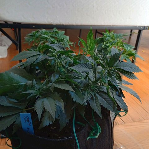 Tangie Auto growlog timeline photo