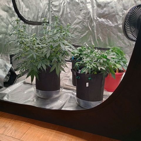 Tangie Auto growlog timeline photo