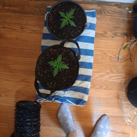 Tangie Auto growlog timeline photo