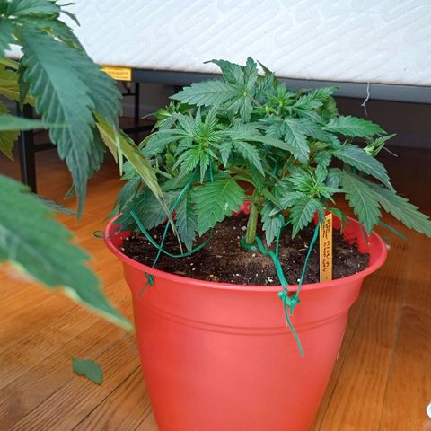 Tangie Auto growlog timeline photo