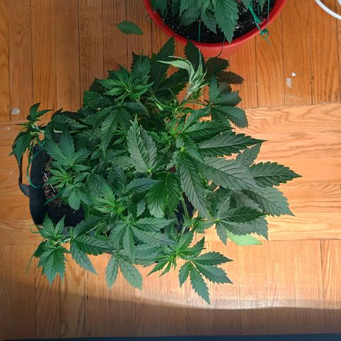 Tangie Auto growlog timeline photo