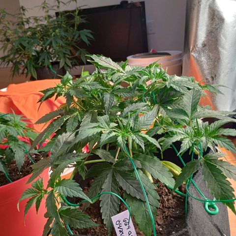 Tangie Auto growlog timeline photo
