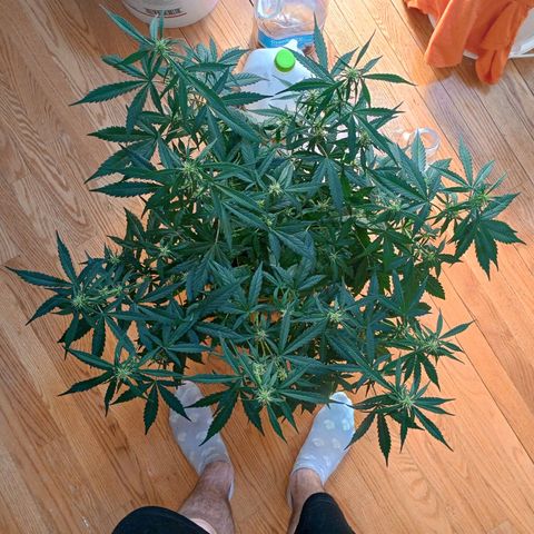 Tangie Auto growlog timeline photo
