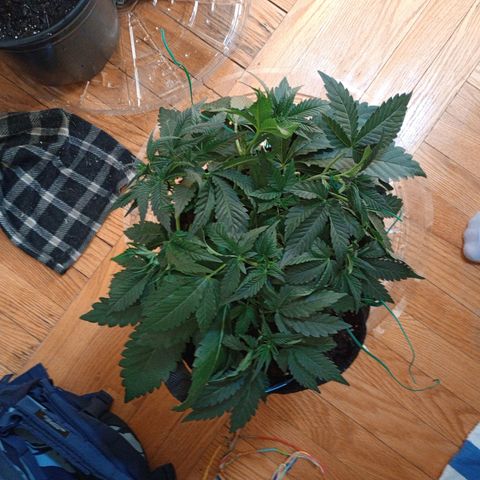 Tangie Auto growlog timeline photo